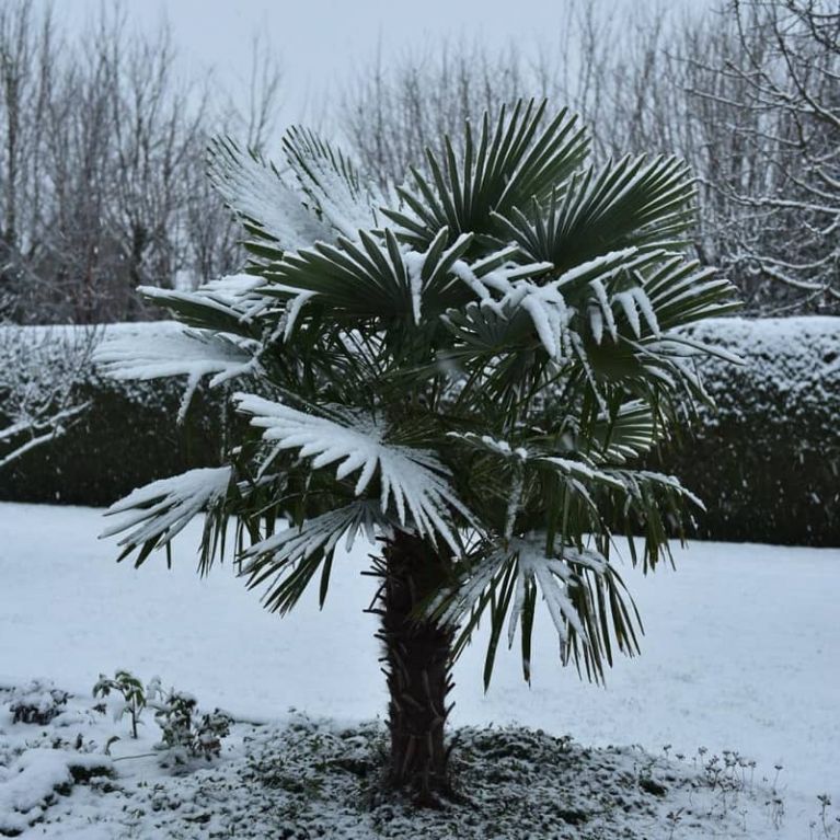 Trachycarpus fortunei зима